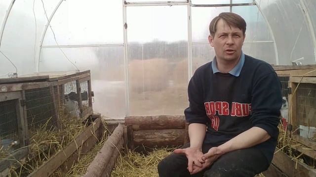 Покупатель пытался меня обмануть. Не вышло. 
#кролики #кролиководство #разведениекроликов #животные