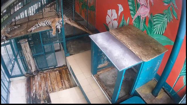 тигры в г сочи смотреть онлайн