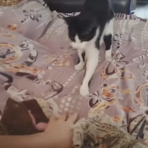 Кузина апорт