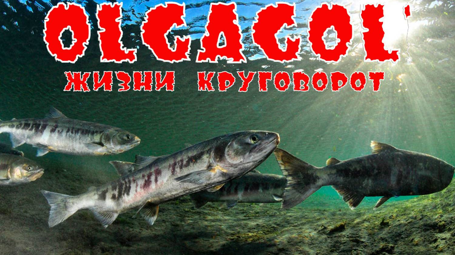 OLGAGOL - Жизни круговорот