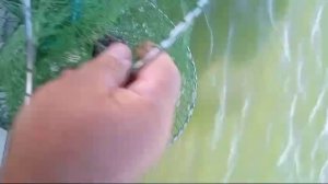 Рыбалка на реке Дон.20 килограм за сутки. (сентябрь2024)