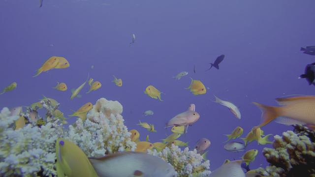 Stunning Underwater OLED Demo HDR 8K Dolby Vision 60fps - The Colors of the Ocean