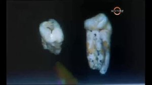 Дверги на Острове Флорес