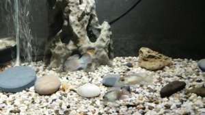 Наннакара голубая