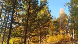 охота на рябчика осень 🍁2024