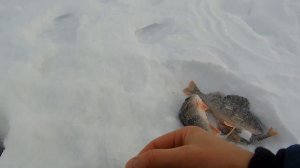 ДИКИЕ ПОКЛЕВКИ || Ловля весеннего окуня