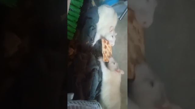 мои крысятки дерутся