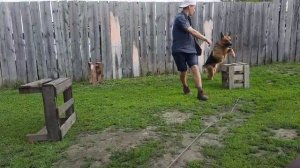 Дрессировка овчарки. Команда: "Барьер".