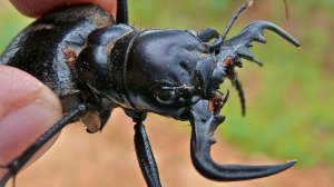 Жук-мантикора: Боевое чудовище мира насекомых