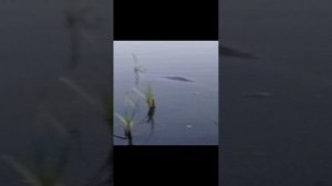 поймали трофейного сазана