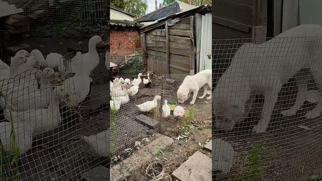 Алабай и утки смотреть онлайн