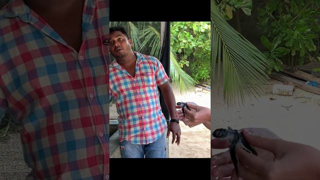 Черепахи на Шри-Ланке