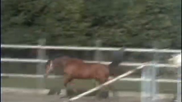 Fiona horse 20 смотреть онлайн