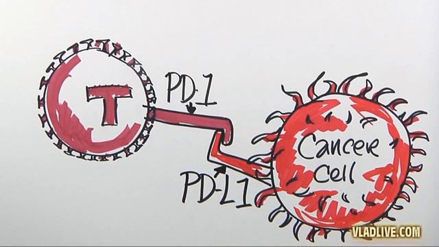 Лечение рака. Как работает иммунотерапия