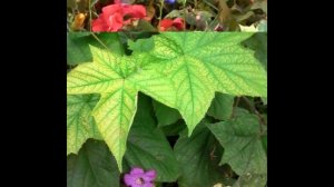 "Цветы" авторское видео клип слайды музыка из свободного доступа