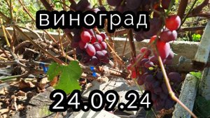 Виноград в Нижегородской области на 24.09.24
