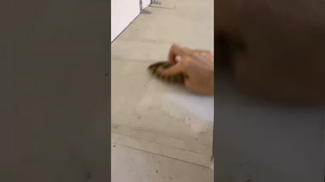 Надо брать #cleaning #экология смотреть онлайн