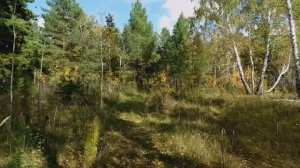 Осенний марафон в окрестностях Ачаира. Или поход за опятами в конце сентября.