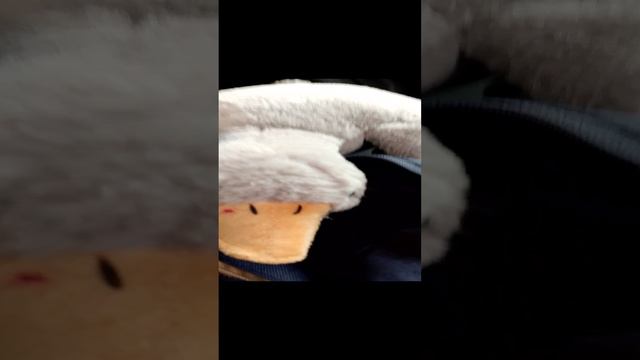 кошакобнемусь