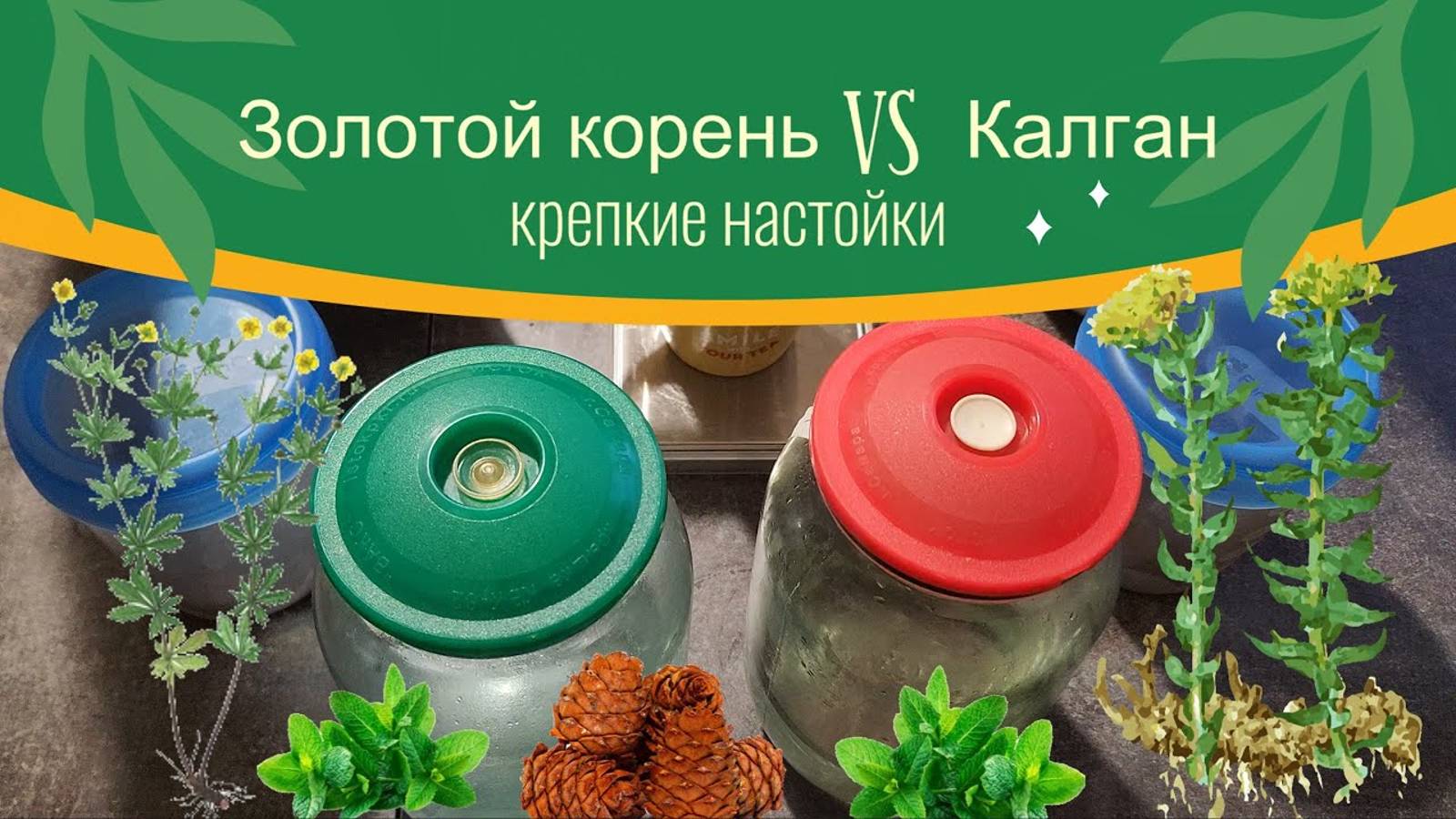 Крепкие настойки на  калгане VS золотом корне