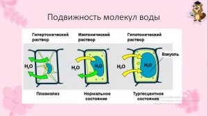 Неорганические вещества клетки