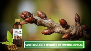 СОВЕТЫ СТАРЫХ ЛЮДЕЙ О ТОПОЛИНЫХ ПОЧКАХ