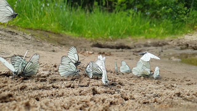 Полёт бабочек. Удивительное зрелище. Flight of butterflies. It's amazing