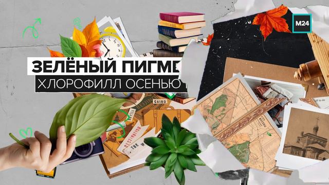 Почему осенние листья разных цветов | Теперь ты знаешь