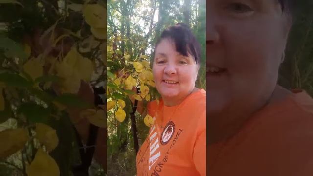 ОСЕНЬ, ЗОЛОТАЯ ПОРА, БАБЬЕ ЛЕТО, ВОЛШЕБНЫЕ КРАСКИ и ВЕЛИКОЛЕПНЫЕ ПЕЙЗАЖИ... и всё это КРАСАВИЦА ОСЕН