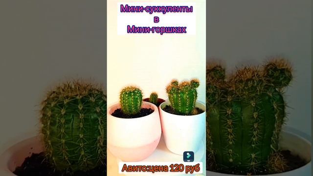 Мини-Суккуленты В Мини-Горшках