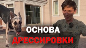 С чего начинать обучение собаки! Овчарка Сэра!