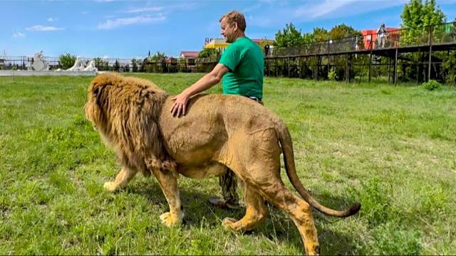 Это удивительное зрелице как ЧЕЛОВЕК-ЛЕВ ведет ГЛАВНОГО-ЛЬВА по саване!!!