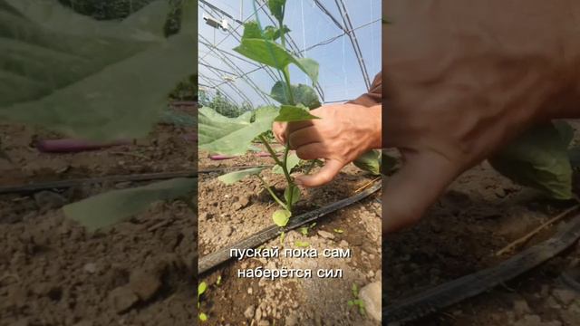 Подвязка огурцов