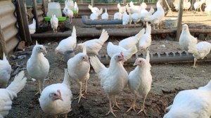 Как продать домашние столовые яйца