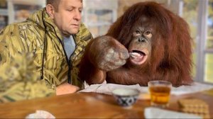 ВКЛЮЧАЙТЕ и РАДУЙТЕСЬ! Олег Зубков привел орангутана Дану КУШАТЬ БОРЩ и смотреть телевизор в кафе!