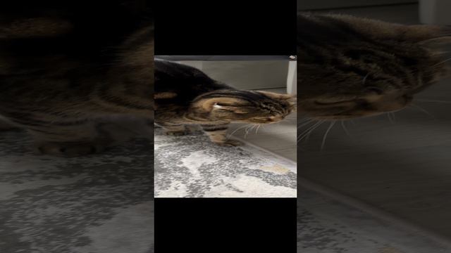 ЧЕССИ🐯ВЕЧЕРНИЙ ПРОМЕНАД🧩