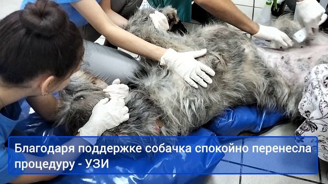 Волкодав - УЗИ брюшной полости