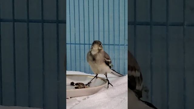 Молодая трясогузка завтракает #трясогузка #птицы #birds