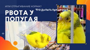 ЧТО ДЕЛАТЬ ПРИ РВОТЕ У ВОЛНИСТОГО ПОПУГАЯ?! РВОТА ИЛИ ОТРЫГИВАНИЕ У ПОПУГАЯ, КАК ОТЛИЧИТЬ?
