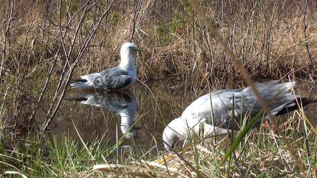 Чайка Ричард впервые гуляет с чайкой Чуи, вороной Каплей и собакой Мартой