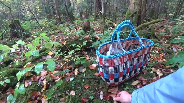 В лес за грибами в сентябре. Пермь. смотреть онлайн