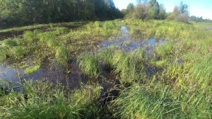 Охота на утку с подхода. Открытие сезон 2023. Охота на утку с собакой.
