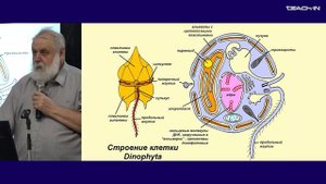 3. Надцарство Diaphoretickes. Зоология беспозвоночных - Малахов В. В. Teach-in.