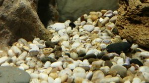 Наннакара с мальками