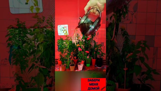 Началась ПОДКОРКА ДЛЯ ЦВЕТОВ1🌵🪴🌵