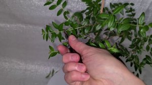 Тарентино зеленый 12