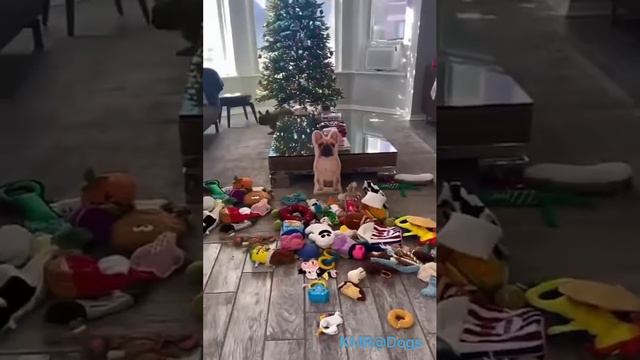 Какой-то другой собаке Дед Мороз подарки принес🎁😠😂 ( видео про собак )