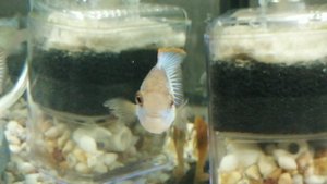 Наннакара Электрик блю