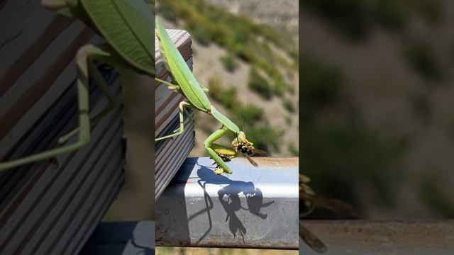 Богомол и оса смотреть онлайн