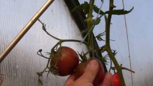 Посев томатов в марте